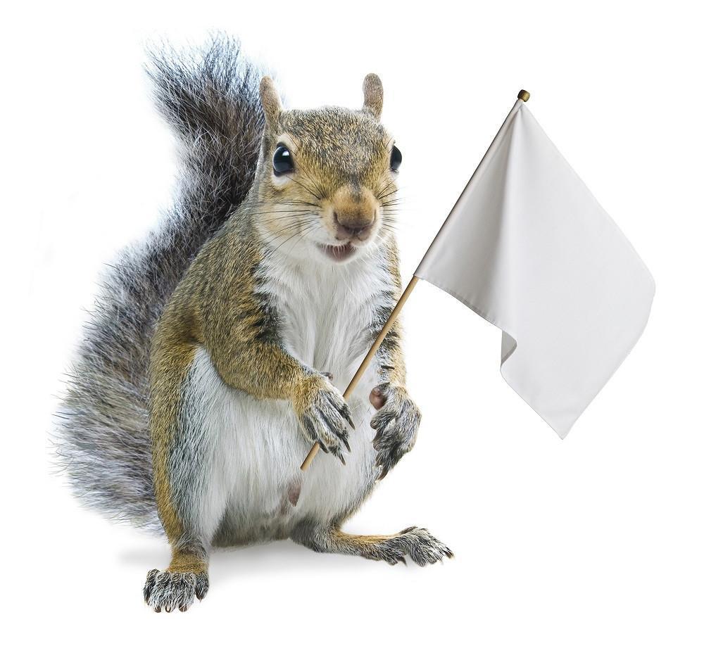 The Pros and Cons of the Top 3 Bird Feeders