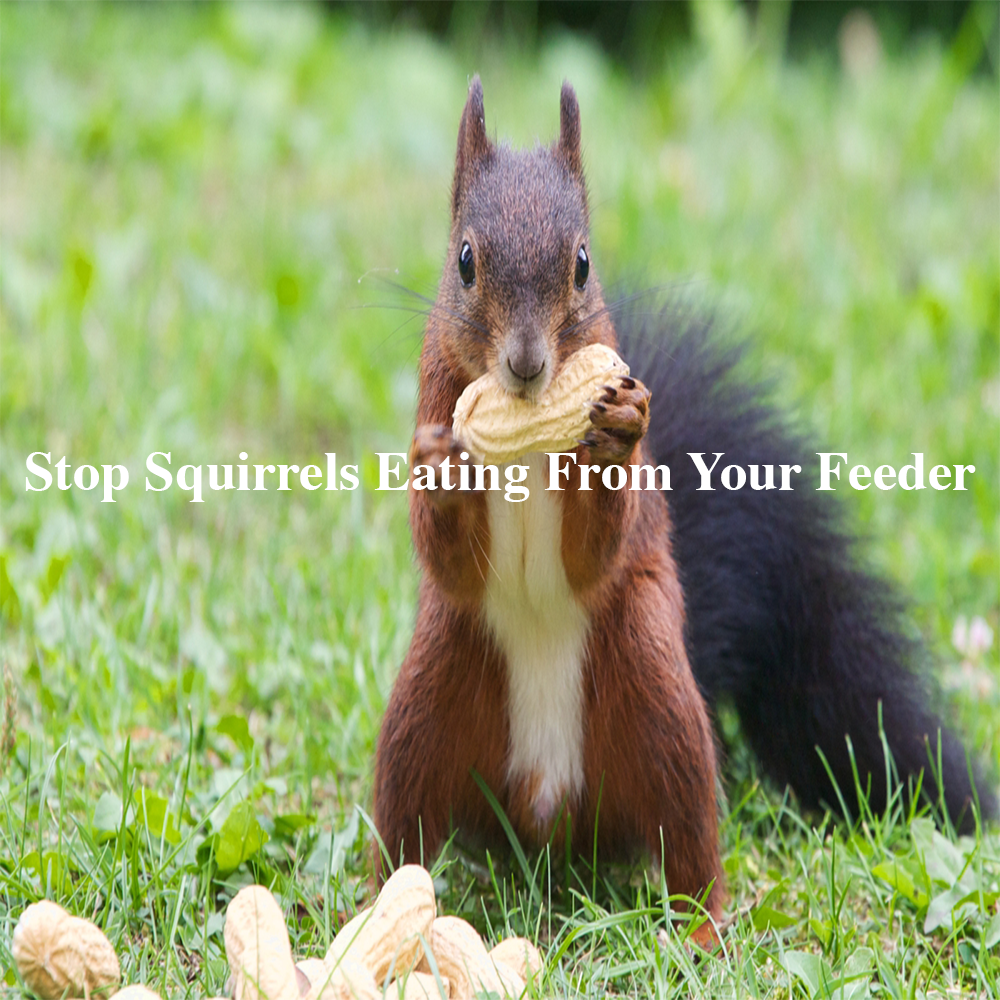 How do I stop squirrels eating my Suet/Fat Balls that I put out for the birds?