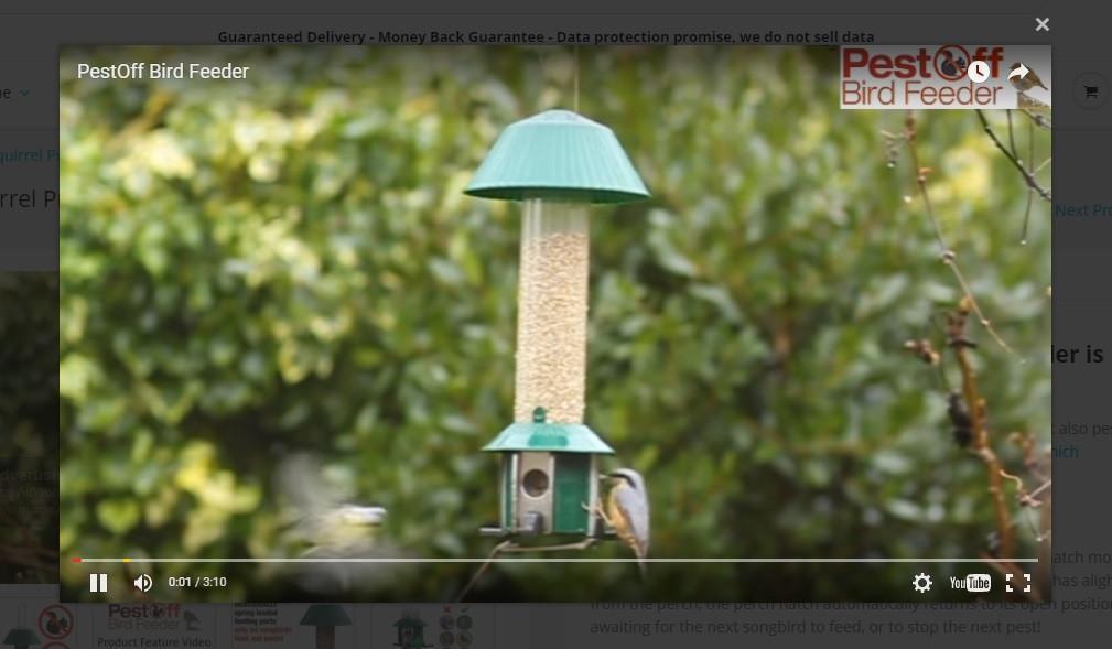 Best Squirrel Proof Bird Feeder in Action