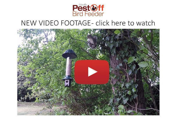 Squirrel Proof Bird Feeder - New Video Footage