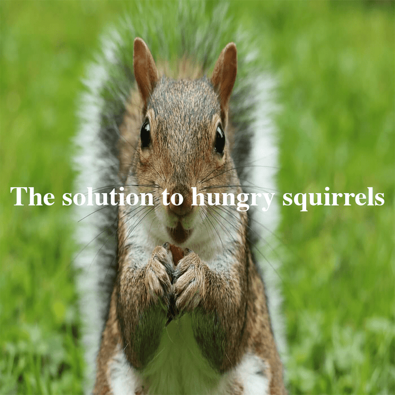 4 ways that do NOT stop squirrels eating bird food & the solution!