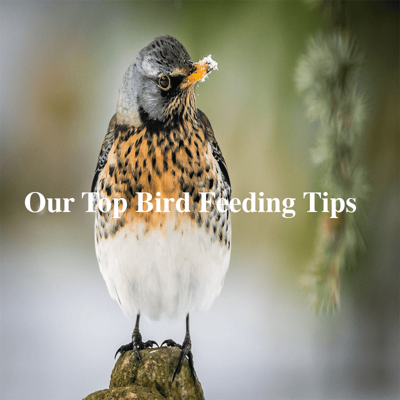 Our Top Bird Feeding Tips For Winter!