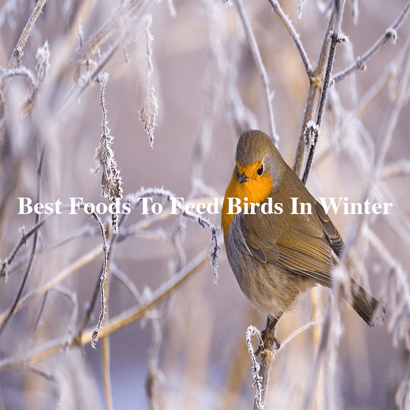 What are the best foods to feed birds in the winter?