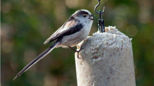 RSPB says mild winter boosts Scottish garden bird sightings
