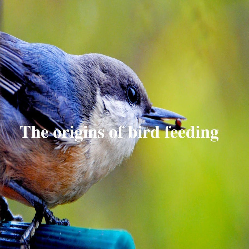 The origins of bird feeding
