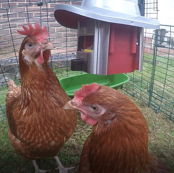 Tips on Keeping Chickens - The Top 5 Do's & Dont's