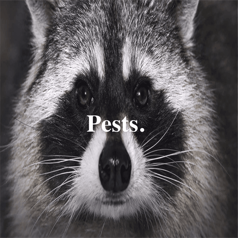 Do you know how much those pests weigh?