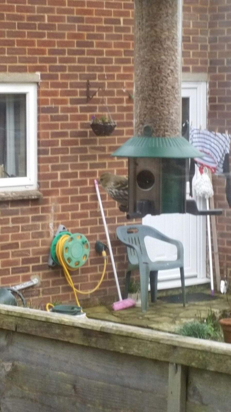 Can you name this British Songbird feeding on the PestOff Bird Feeder?