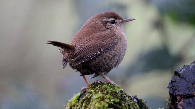 Climate predicts wild bird populations and wild bird feeder patterns