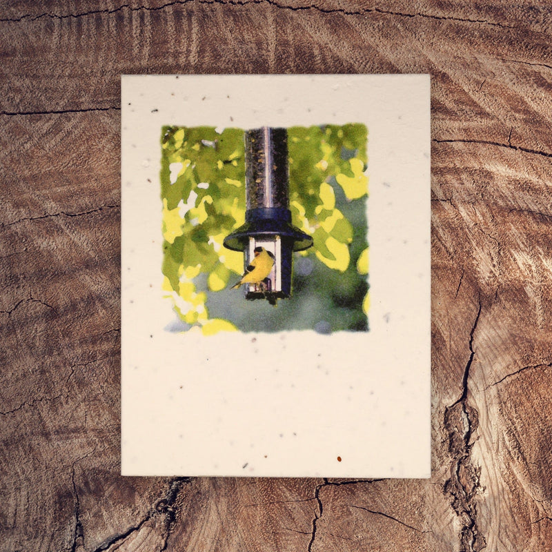 Roamwild Seeded Greeting Cards | The Cards That Grow Into Flowers | 3 Pack Bundle