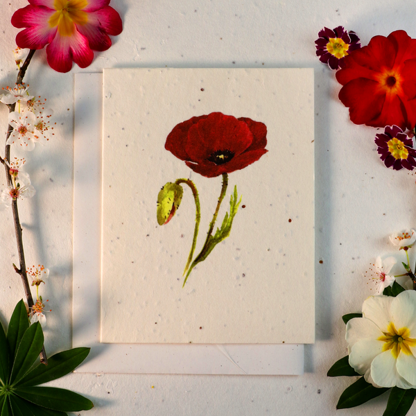 Seeded Cards That Grow Into Flowers (Poppy)