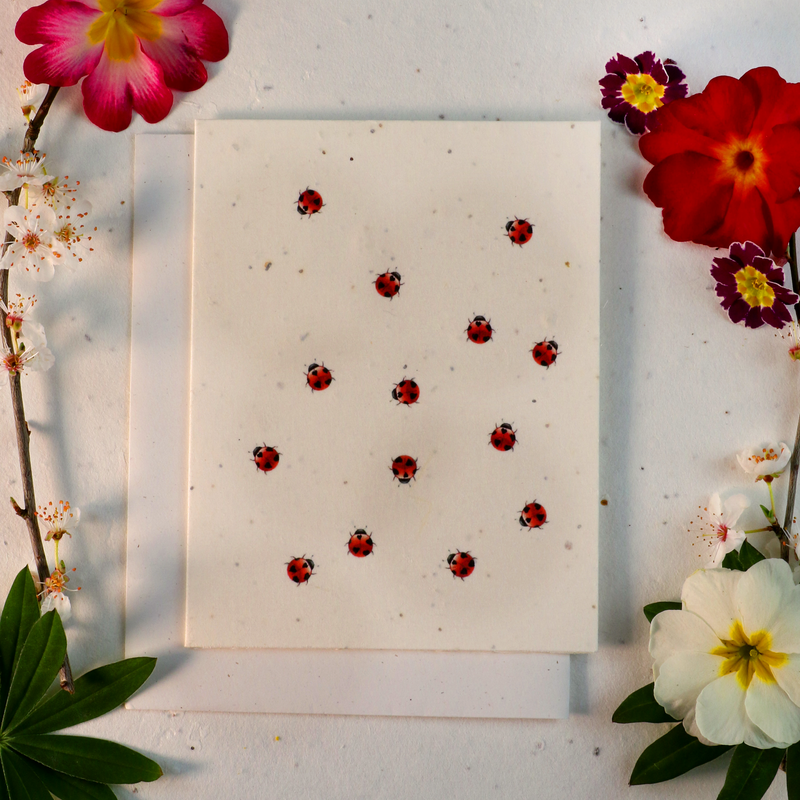 Seeded Cards That Grow Into Flowers (Ladybirds)