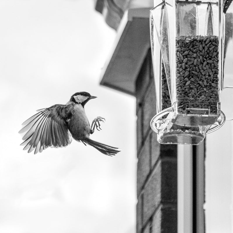 Roamwild Arch Window Wild Bird Feeder