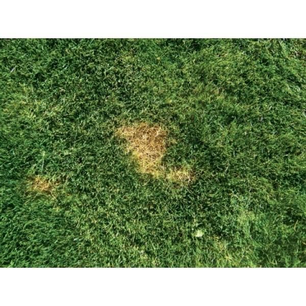 Get it Green - Instant Grass Spot/Shrub Repair