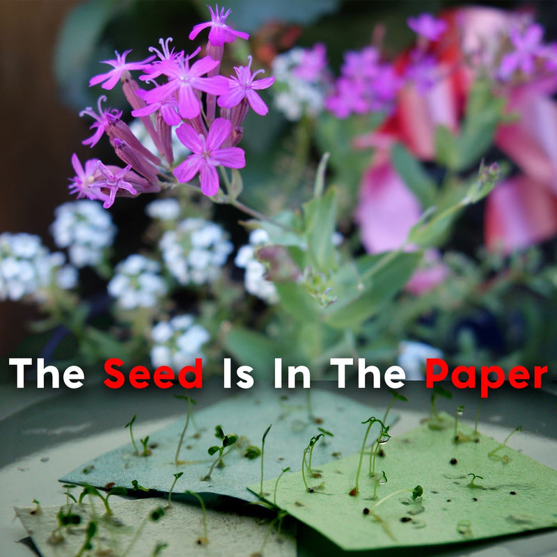 Roamwild Seeded Greeting Cards | The Cards That Grow Into Flowers | 3 Pack Bundle